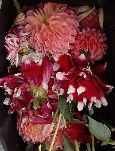 Dahlia400x525