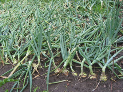 Uien400x300