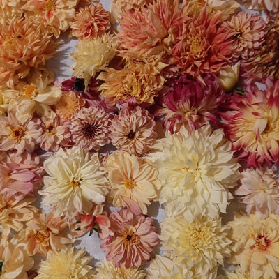 DahliasVerzamelen400x400